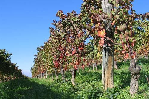 Cascina Rocca - Guest House กัสติยิโอเน ฟัลเลตโต ภายนอก รูปภาพ